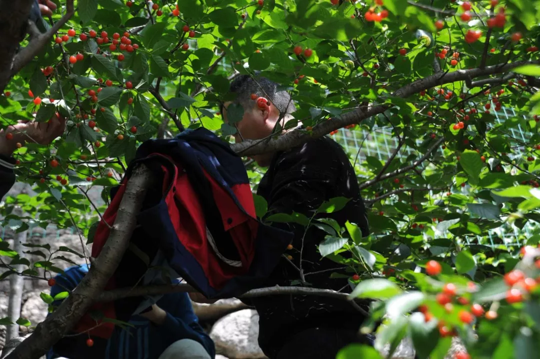 羅德櫻桃采摘 羅德櫻桃采摘